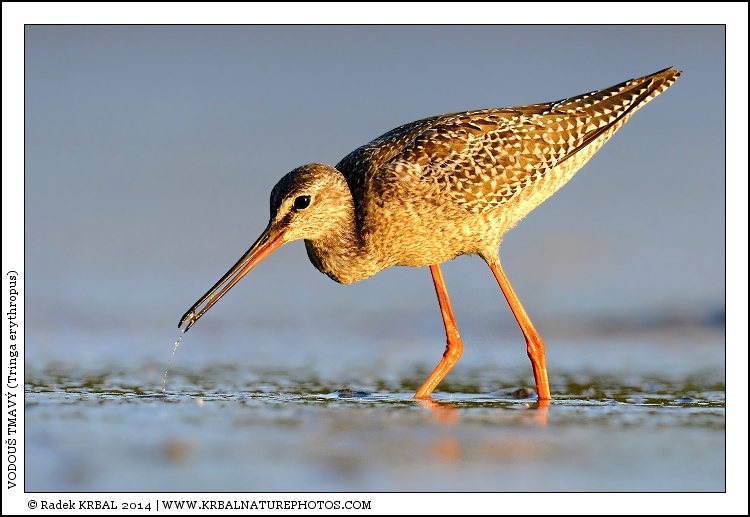 Vodou� tmav� | Spotted Redshank | Dunkler Wasserl�ufer | Tringa erythropus