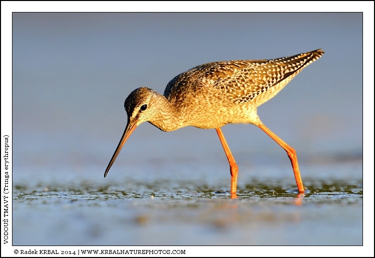 Vodou� tmav� | Spotted Redshank | Dunkler Wasserl�ufer | Tringa erythropus