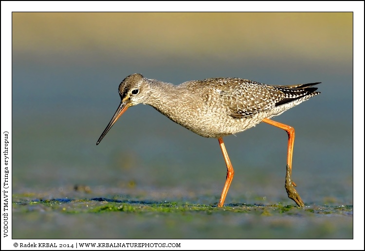Vodou� tmav� | Spotted Redshank | Dunkler Wasserl�ufer | Tringa erythropus