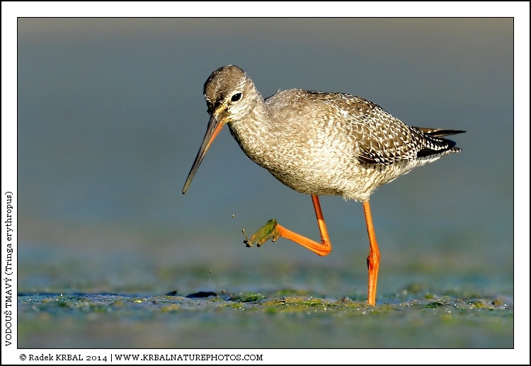 Vodou� tmav� | Spotted Redshank | Dunkler Wasserl�ufer | Tringa erythropus