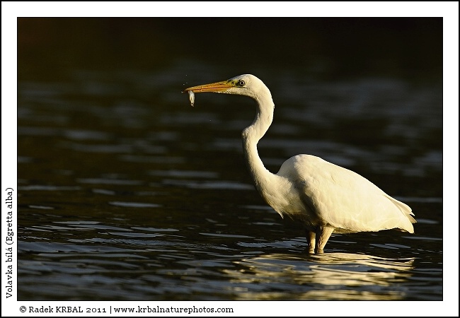 Volavka b�l� | Great White Egret | Silberreiher | Egretta alba