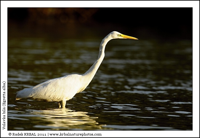 Volavka b�l� | Great White Egret | Silberreiher | Egretta alba