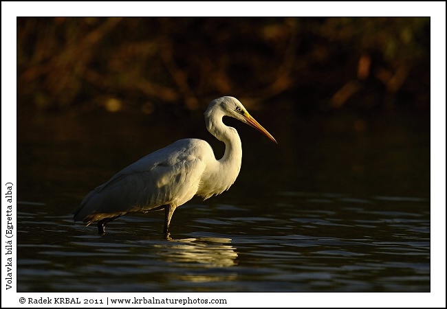 Volavka b�l� | Great White Egret | Silberreiher | Egretta alba
