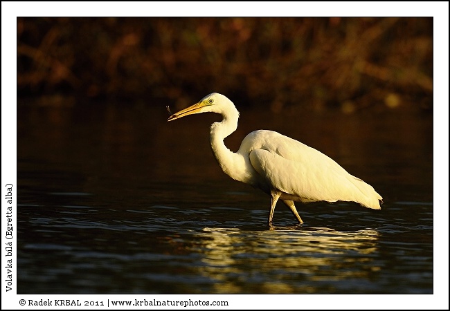 Volavka b�l� | Great White Egret | Silberreiher | Egretta alba