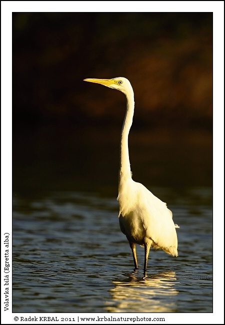 Volavka b�l� | Great White Egret | Silberreiher | Egretta alba