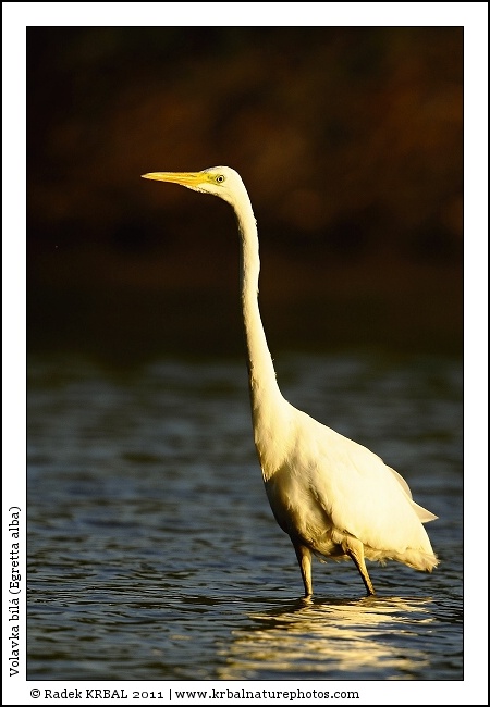 Volavka b�l� | Great White Egret | Silberreiher | Egretta alba