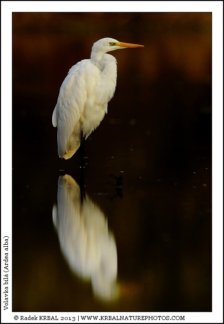 Volavka b�l� | Great White Egret | Silberreiher | Egretta alba