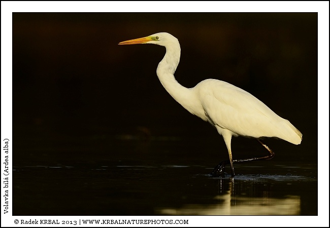 Volavka b�l� | Great White Egret | Silberreiher | Egretta alba