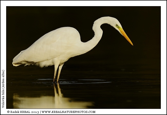 Volavka b�l� | Great White Egret | Silberreiher | Egretta alba