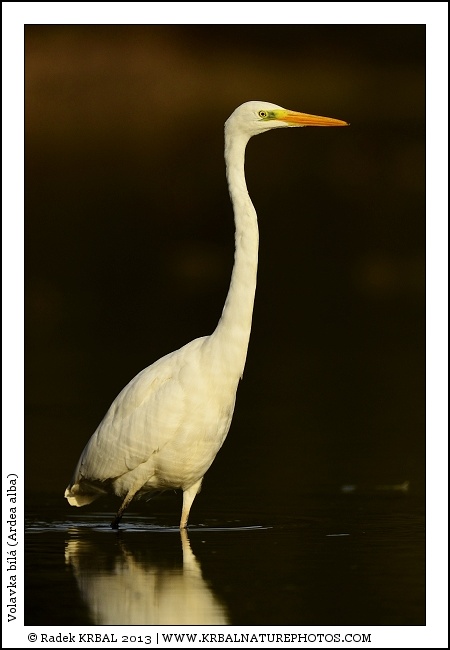 Volavka b�l� | Great White Egret | Silberreiher | Egretta alba