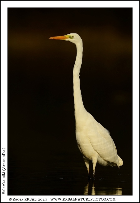 Volavka b�l� | Great White Egret | Silberreiher | Egretta alba