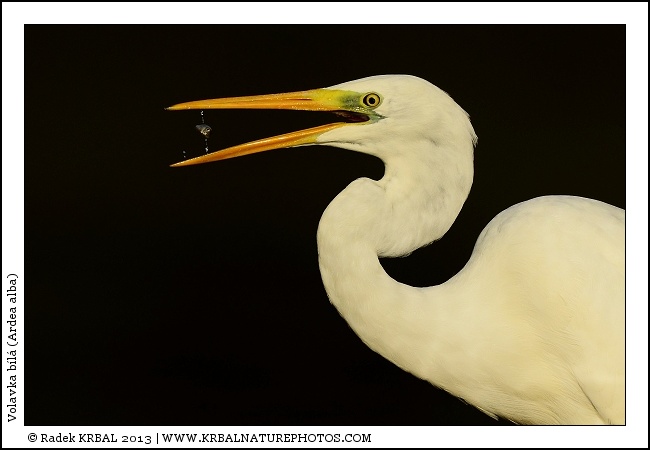 Volavka b�l� | Great White Egret | Silberreiher | Egretta alba