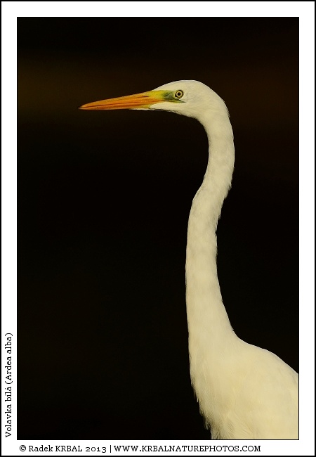 Volavka b�l� | Great White Egret | Silberreiher | Egretta alba