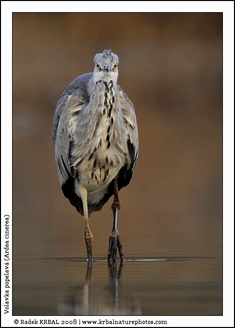 Volavka popelav� | Grey Heron | Graureiher | Ardea cinerea