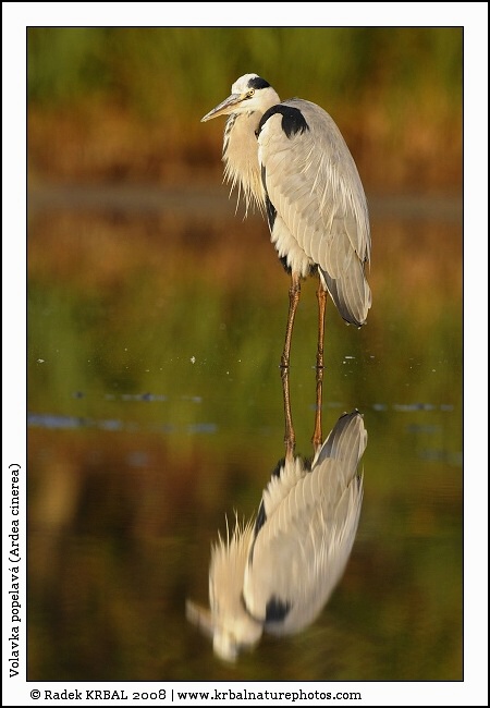 Volavka popelav� | Grey Heron | Graureiher | Ardea cinerea