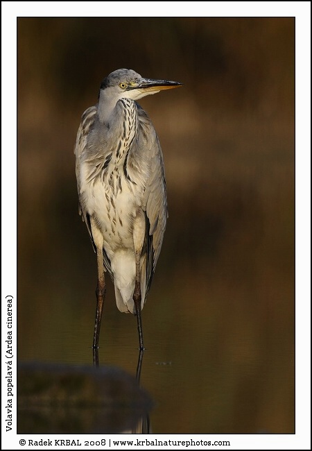 Volavka popelav� | Grey Heron | Graureiher | Ardea cinerea