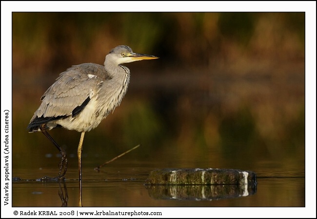 Volavka popelav� | Grey Heron | Graureiher | Ardea cinerea