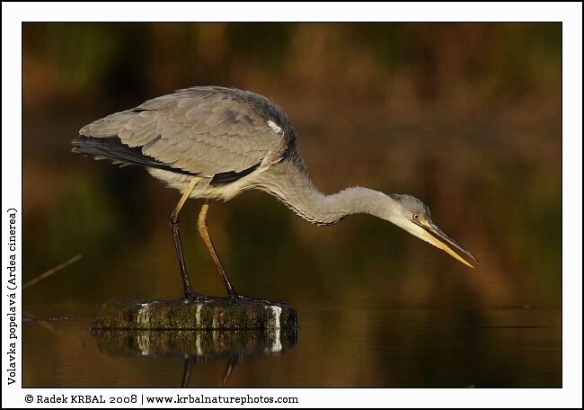 Volavka popelav� | Grey Heron | Graureiher | Ardea cinerea