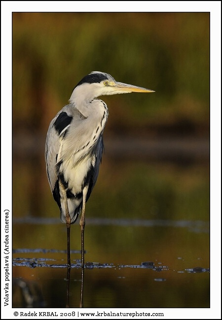Volavka popelav� | Grey Heron | Graureiher | Ardea cinerea