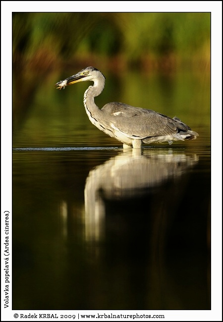 Volavka popelav� | Grey Heron | Graureiher | Ardea cinerea