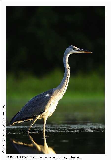 Volavka popelav� | Grey Heron | Graureiher | Ardea cinerea