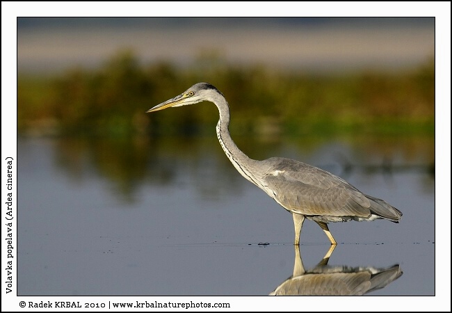 Volavka popelav� | Grey Heron | Graureiher | Ardea cinerea
