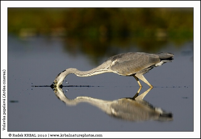 Volavka popelav� | Grey Heron | Graureiher | Ardea cinerea