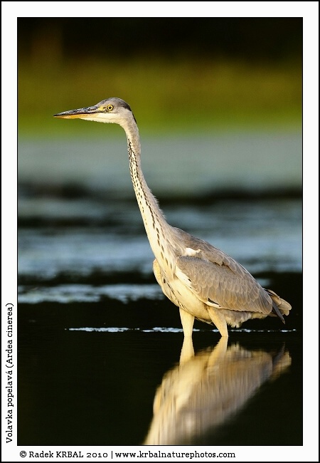 Volavka popelav� | Grey Heron | Graureiher | Ardea cinerea