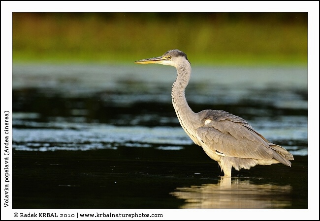 Volavka popelav� | Grey Heron | Graureiher | Ardea cinerea