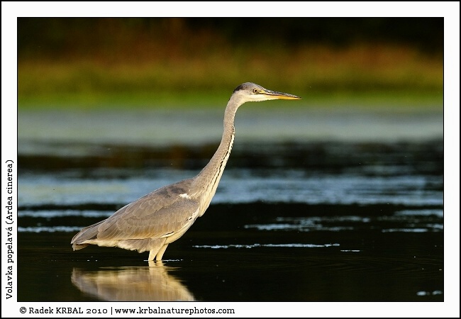 Volavka popelav� | Grey Heron | Graureiher | Ardea cinerea