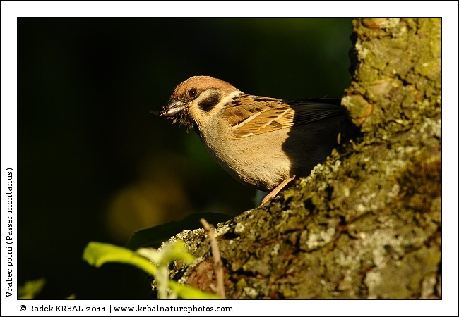 Vrabec poln� | Eurasian Tree Sparrow | Feldsperling | Passer montanus