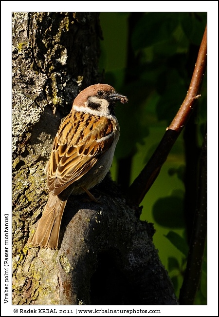 Vrabec poln� | Eurasian Tree Sparrow | Feldsperling | Passer montanus