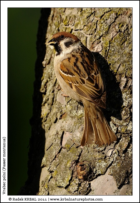 Vrabec poln� | Eurasian Tree Sparrow | Feldsperling | Passer montanus