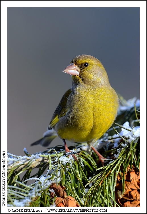 Zvonek zelen� | European Greenfinch | Gr�nfink | Chloris chloris