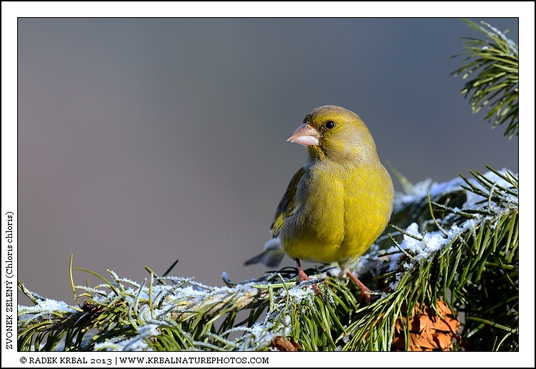 Zvonek zelen� | European Greenfinch | Gr�nfink | Chloris chloris