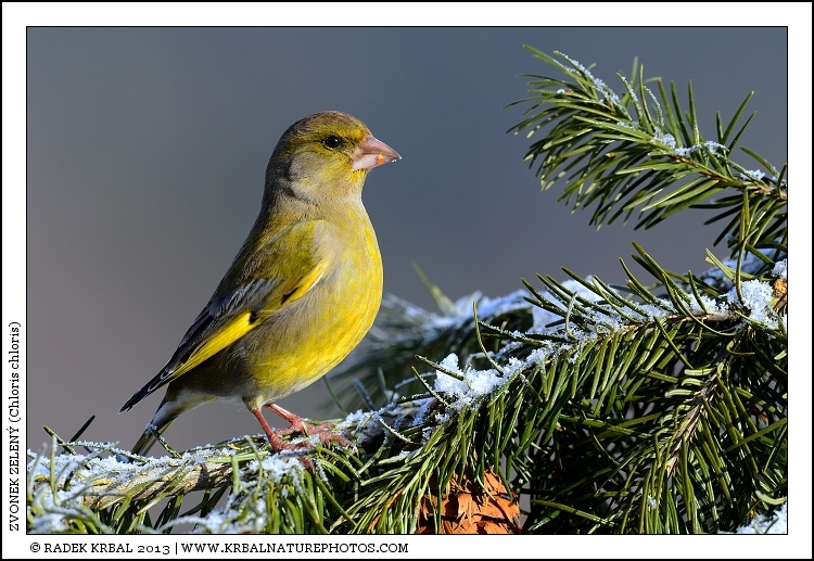 Zvonek zelen� | European Greenfinch | Gr�nfink | Chloris chloris