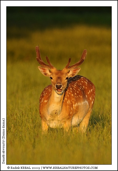 Dan�k skvrnit� | Fallow Deer | Damhirsch | Dama dama