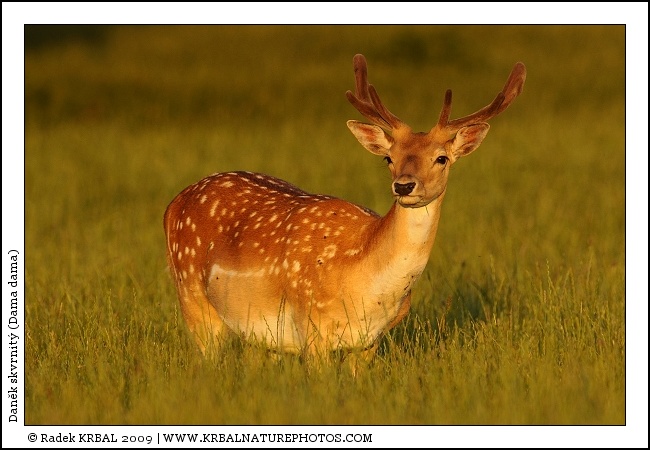Dan�k skvrnit� | Fallow Deer | Damhirsch | Dama dama