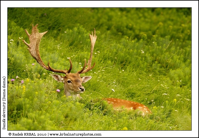 Dan�k skvrnit� | Fallow Deer | Damhirsch | Dama dama