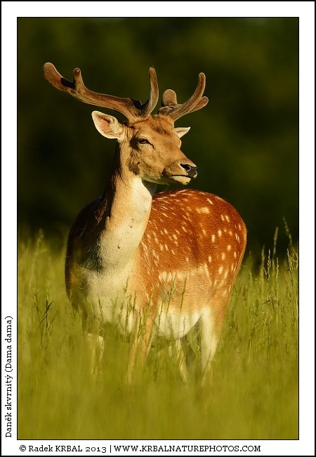 Dan�k skvrnit� | Fallow Deer | Damhirsch | Dama dama
