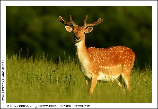 Dan�k skvrnit� | Fallow Deer | Damhirsch | Dama dama