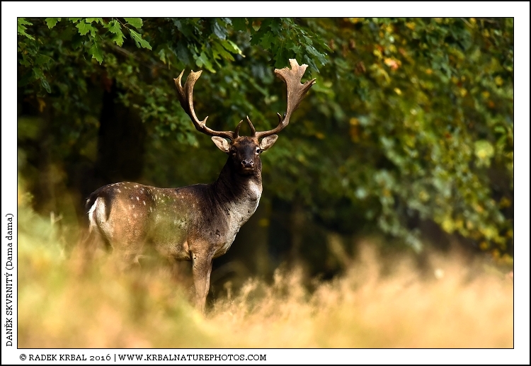 Dan�k skvrnit� | Fallow Deer | Damhirsch | Dama dama