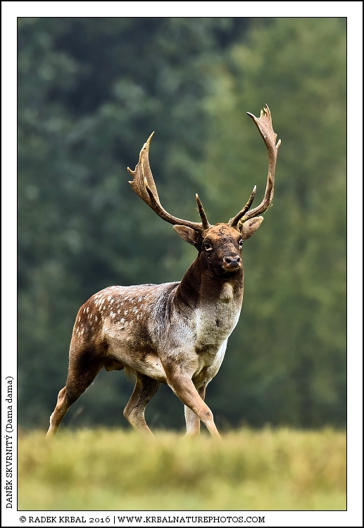 Dan�k skvrnit� | Fallow Deer | Damhirsch | Dama dama