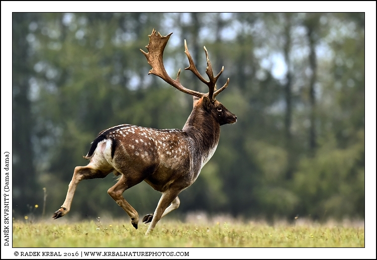 Dan�k skvrnit� | Fallow Deer | Damhirsch | Dama dama
