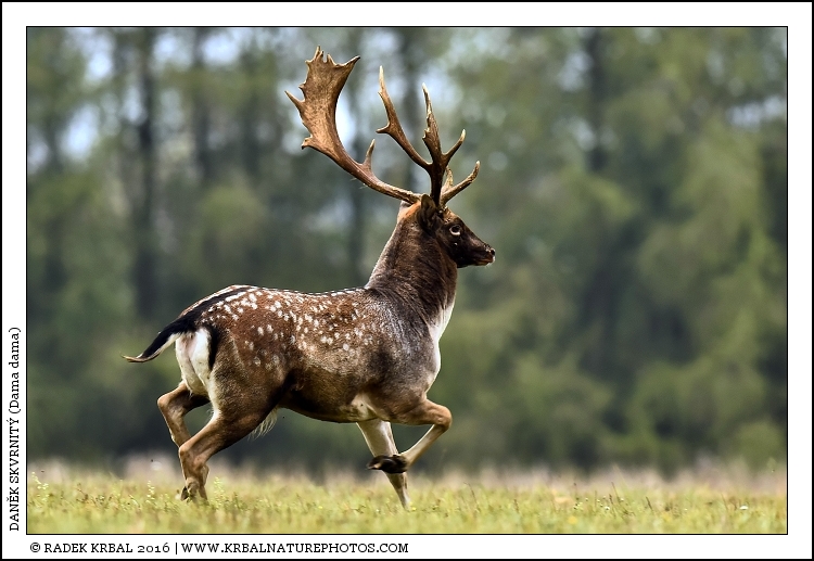 Dan�k skvrnit� | Fallow Deer | Damhirsch | Dama dama