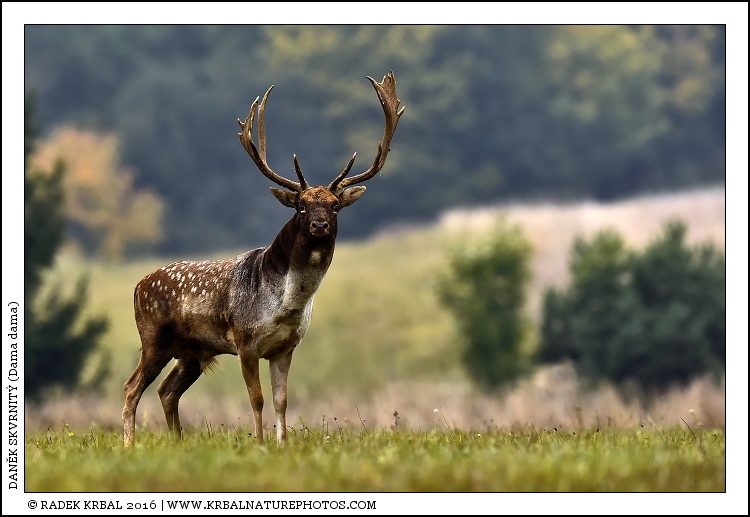 Dan�k skvrnit� | Fallow Deer | Damhirsch | Dama dama