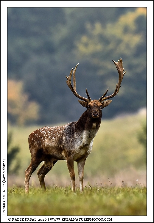 Dan�k skvrnit� | Fallow Deer | Damhirsch | Dama dama