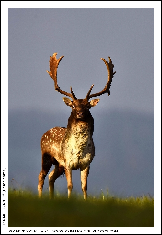 Dan�k skvrnit� | Fallow Deer | Damhirsch | Dama dama