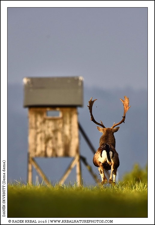 Dan�k skvrnit� | Fallow Deer | Damhirsch | Dama dama