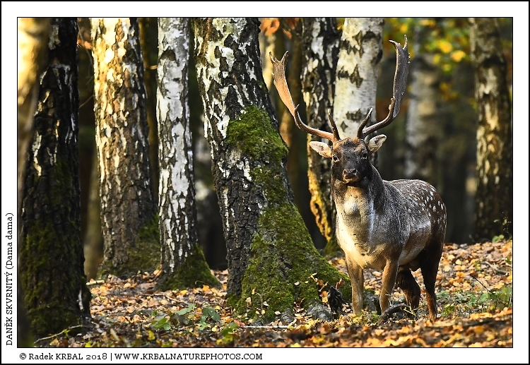 Dan�k skvrnit� | Fallow Deer | Damhirsch | Dama dama
